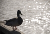 Mallard in the sun