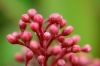 Macro on a budding plant