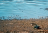 A bird looking for food along the shoreline.