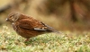 A small bird hunts for worms in the rain.